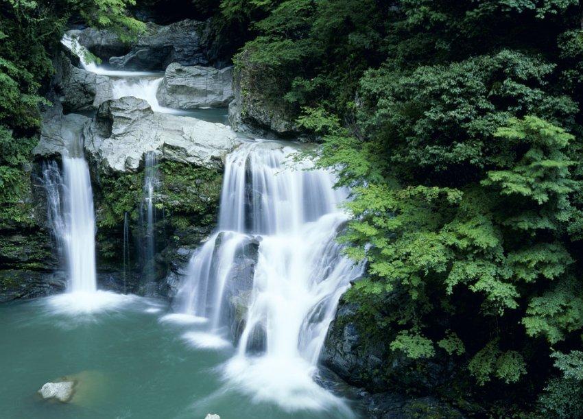 逃离天鹅森林